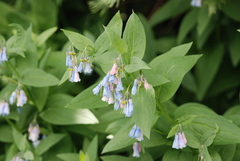 Mertensia