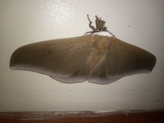 Pseudobunaea natalensis