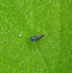 Graphocephala hieroglyphica