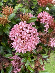 Ixora coccinea