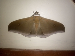 Pseudobunaea natalensis