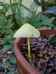 Leucocoprinus birnbaumii image