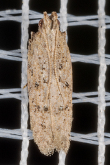 Hypatima
