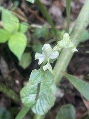 Disperis lindleyana
