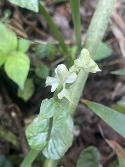Disperis lindleyana