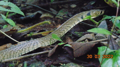 Drymarchon melanurus melanurus