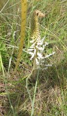 Kniphofia buchananii