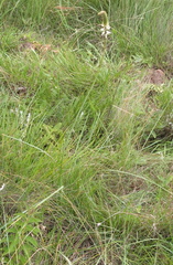 Kniphofia buchananii