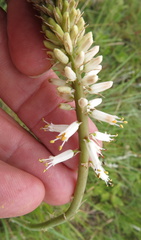 Kniphofia buchananii