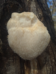 Hericium erinaceus
