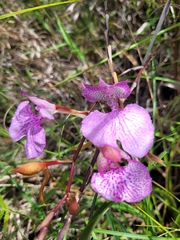 Comparettia macroplectron