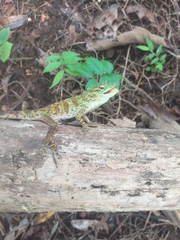 Anolis