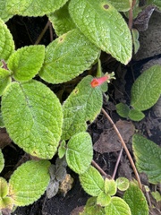 Gesnerieae