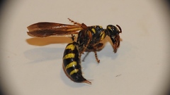Myzinum quinquecinctum