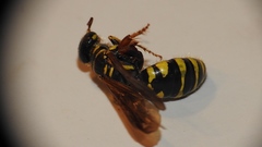 Myzinum quinquecinctum