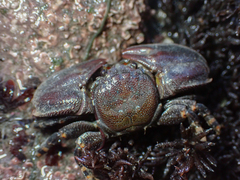 Petrolisthes cinctipes