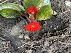 Episcia