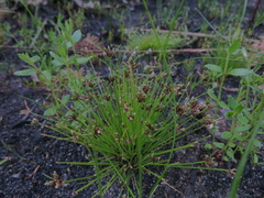 Isolepis trachysperma