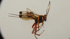 Spilopteron