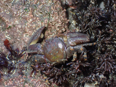 Petrolisthes cinctipes