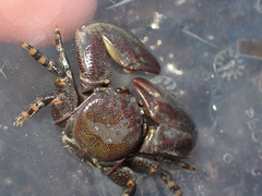 Petrolisthes cinctipes