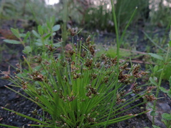 Isolepis trachysperma