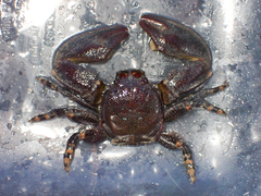 Petrolisthes cinctipes