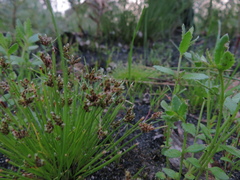 Isolepis trachysperma