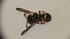 Cerceris nigrescens