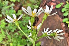 Senecio integerrimus ochroleucus