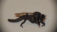 Machimus notatus