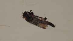 Machimus notatus