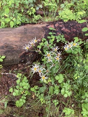 Senecio integerrimus ochroleucus