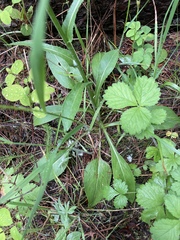 Senecio integerrimus ochroleucus
