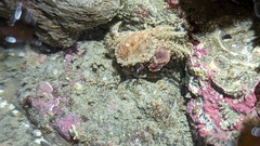 Glebocarcinus oregonensis