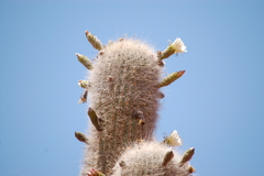 Trichocereus atacamensis