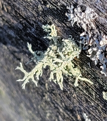 Evernia