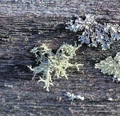 Evernia