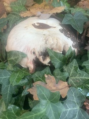Agaricus arvensis