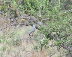 Geranospiza caerulescens
