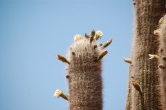 Trichocereus atacamensis
