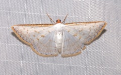 Leuciris