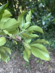 Cassipourea malosana