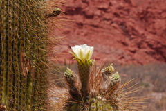 Trichocereus atacamensis
