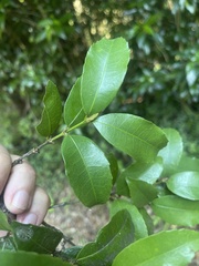 Cassipourea malosana