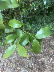 Cassipourea malosana