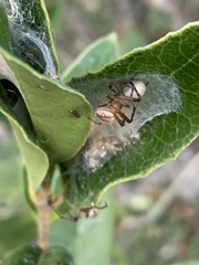 Neoscona arabesca