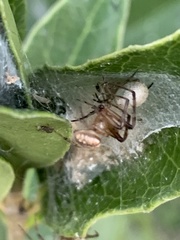 Neoscona arabesca
