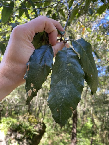 Quercus affinis, photograph 3