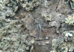 Euceraphis